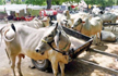 In Gujarat, life imprisonment for cow-slaughtering